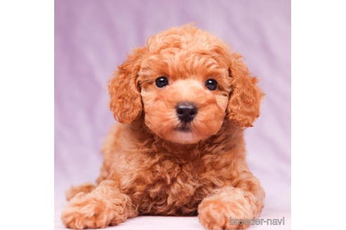 成約済の東京都のトイプードル-194354の4枚目